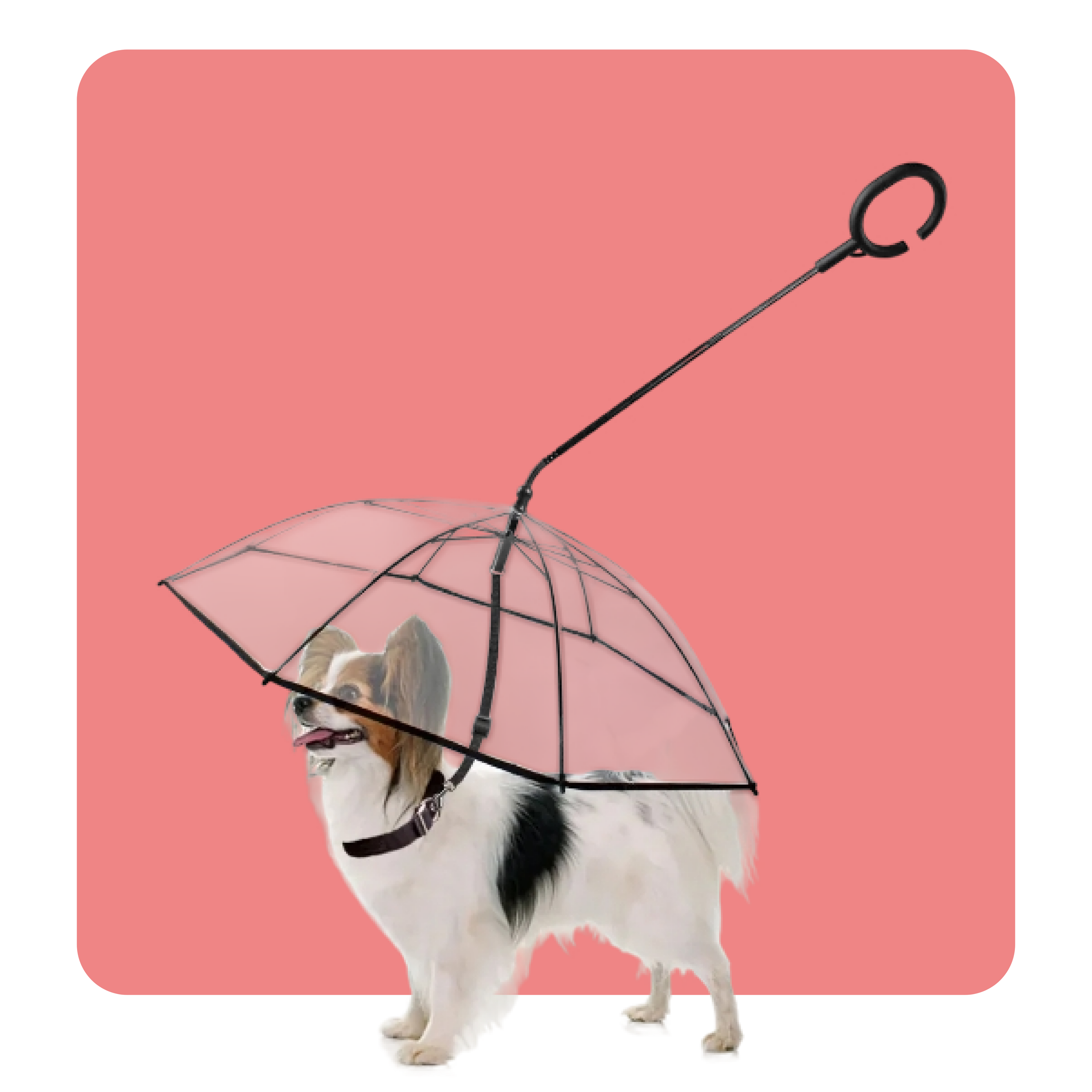 Transparent Dog Umbrella for Pets and Accessories