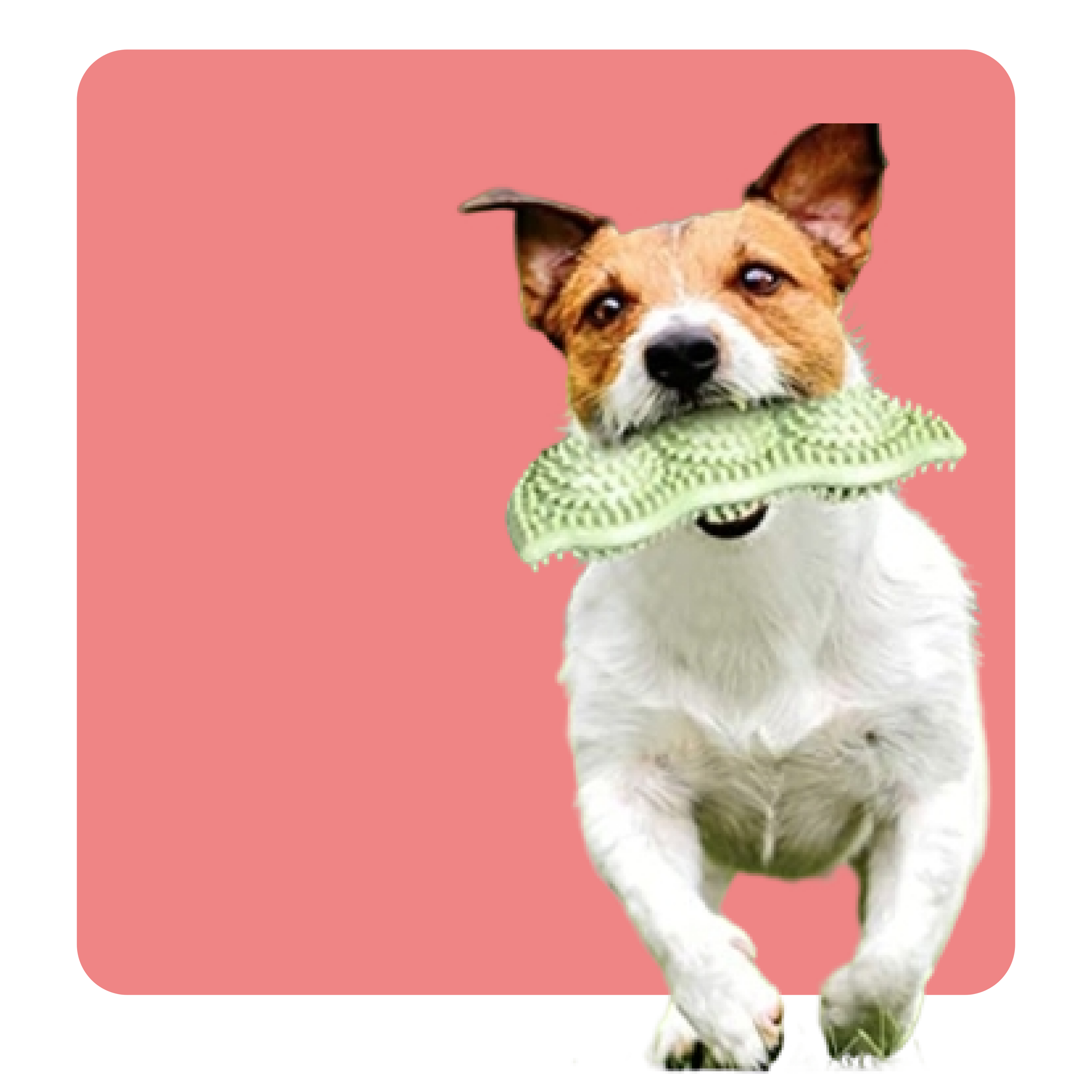 Bite-Resistant Dog Toy Ball for Interactive Chewing